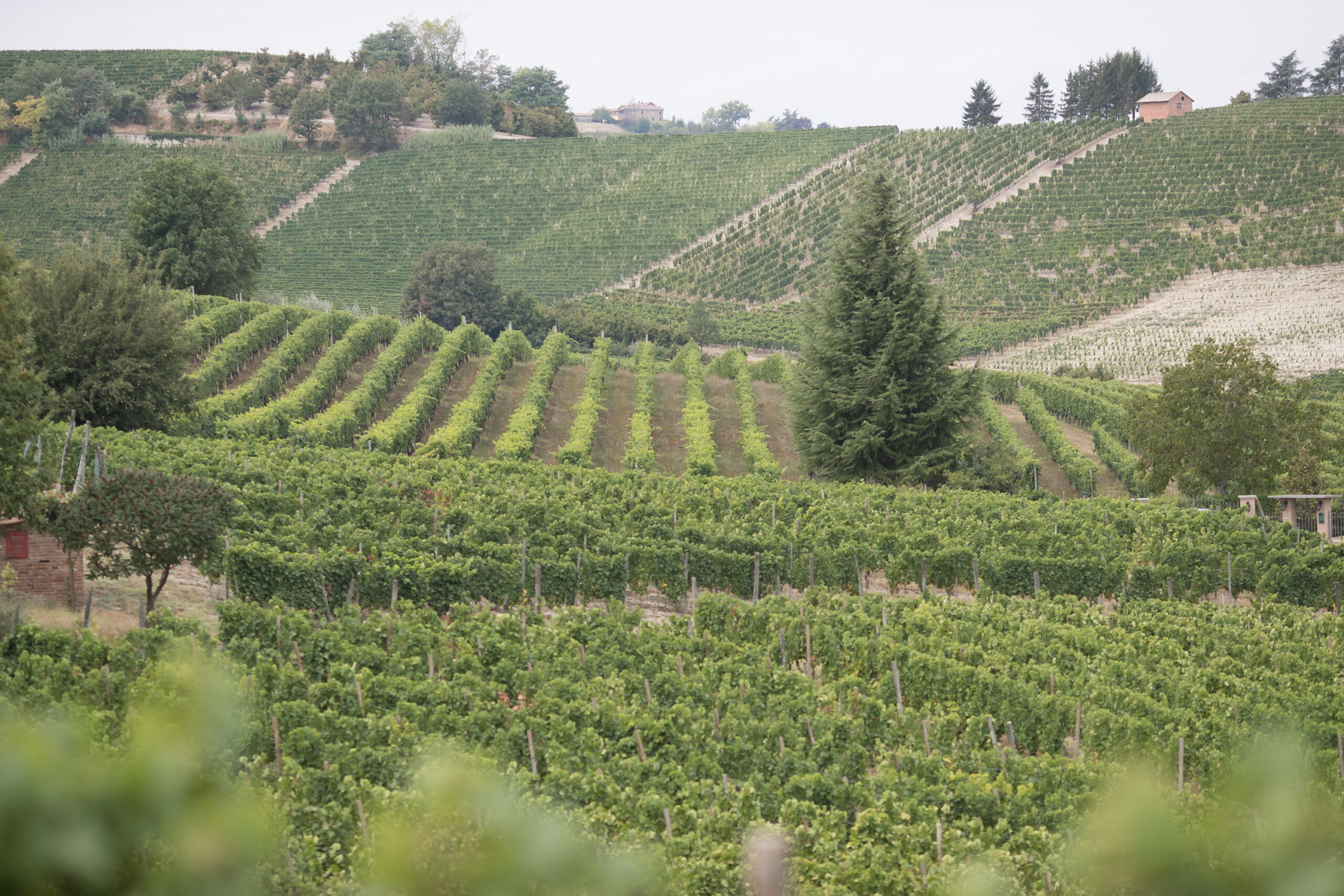 Le caratteristiche climatiche e geografiche dei territori astigiani hanno favorito il proliferare della produzione di uva Moscato Bianco.