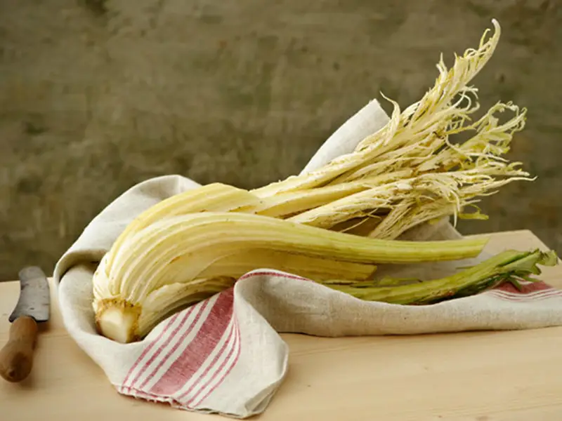 Il Cardo Gobbo è uno degli alimenti classici della gastronomia piemontese.