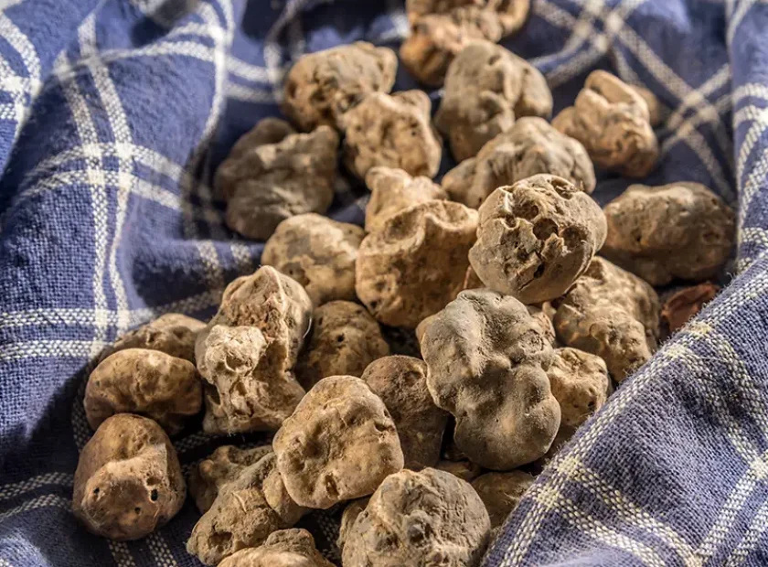 Tartufo.webp