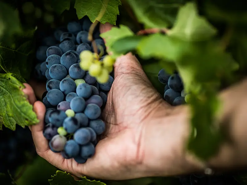 Il vitigno della barbera s diffuse nei territori astigiani a partire dal Cinquecento.