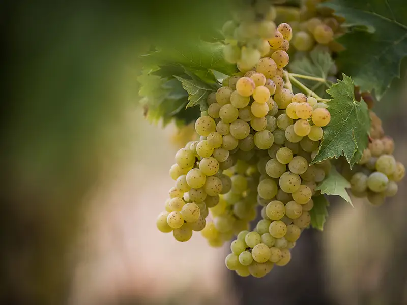 Le caratteristiche climatiche e geografiche dei territori astigiani hanno favorito la produzione di uva Moscato Bianco.