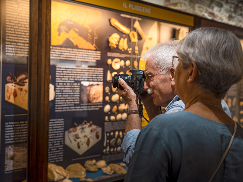 Exhibition itinerary dedicated to general paleontology
